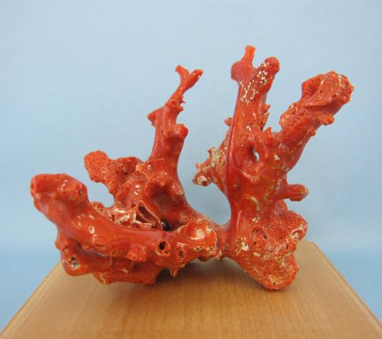 楽天市場】日本 高知沖産血赤珊瑚の拝見 原木 置物 艶出し加工済み