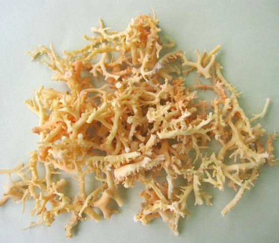 サンゴ原木 約22cm 楽天市場】ミッド（白）珊瑚 原木 1セット.（375g入り） 原石 『宝石