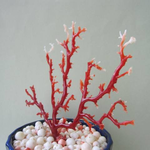 日本 高知沖産血赤珊瑚の拝見 原木 置物 艶出し加工済み 飾り 置物 盆栽風 宝石サンゴ Prescriptionpillsonline Is