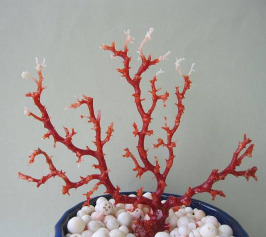 日本 高知沖産血赤珊瑚の拝見 原木 置物 艶出し加工済み 飾り 置物 盆栽風 宝石サンゴ Prescriptionpillsonline Is