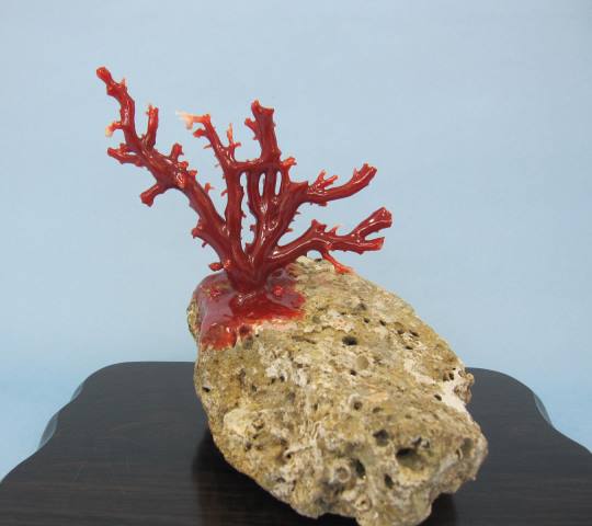2022春夏新作 日本 高知沖産血赤珊瑚の拝見 置き物 原木 石付き 置物