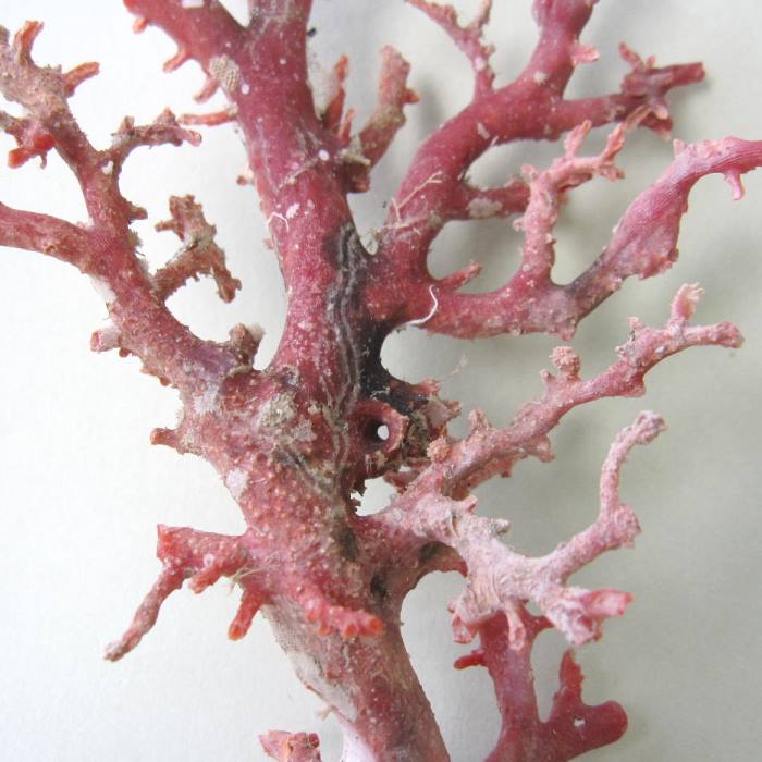 高知沖産血赤珊瑚の拝見 置き物 原木 置物 御守 誕生日 珊瑚婚 ギフト