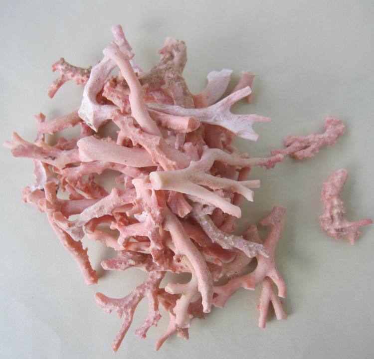 楽天市場】ピンク珊瑚 拝見 置物 原木 宝石サンゴ 珊瑚婚 還暦 誕生日
