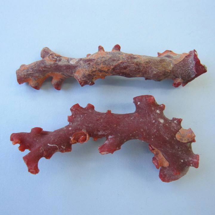 Y2678-4 国産桃色珊瑚原木 珊瑚 総重量32.5g 太軸 Y2678-4 国産桃色珊瑚原木 珊瑚 総重量32.5g 太軸