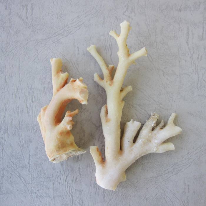 楽天市場】高知沖産赤珊瑚の拝見 原木 置物 艶出し加工済み『宝石