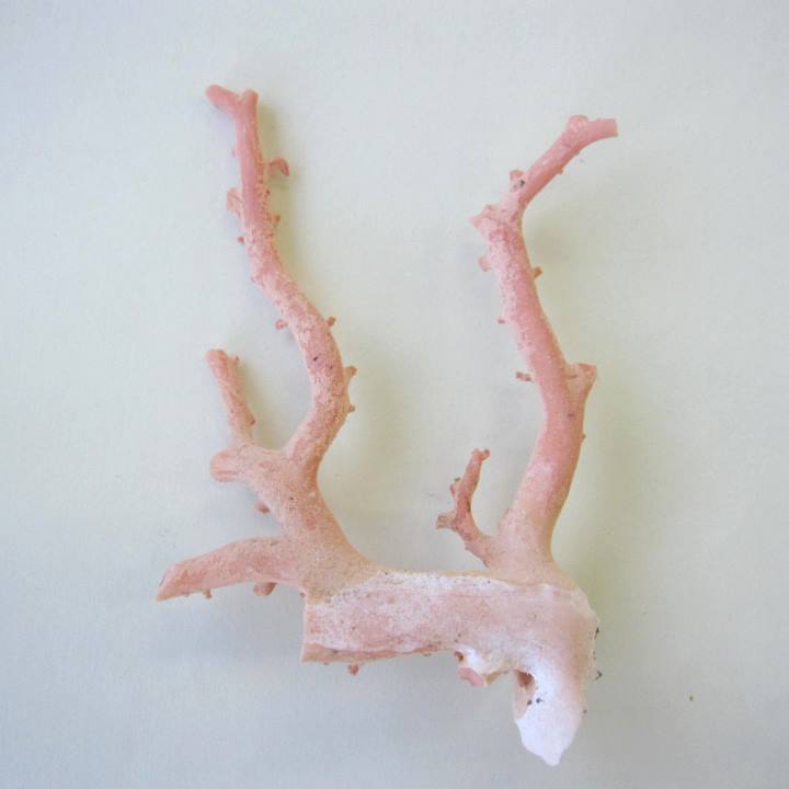 ピンク珊瑚 原木枝 土台付き 約20.5cm 楽天市場】ピンク （ガーネ） 珊瑚 原木 1セット （375g入り