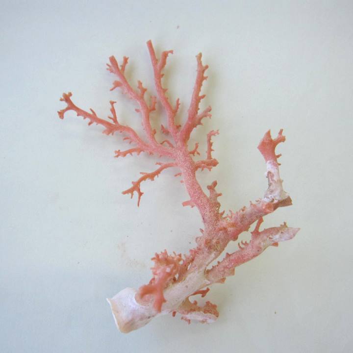 ピンク珊瑚 桃珊瑚 原木 楽天市場】ピンク （ガーネ） 珊瑚 原木 1セット （375g入り