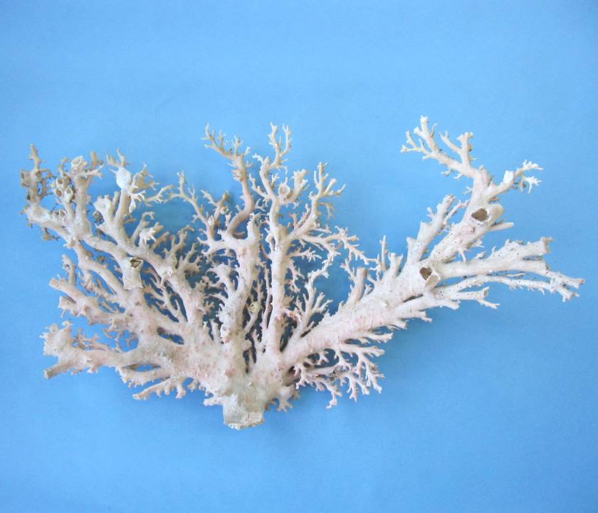 【鑑賞石】 珊瑚 サンゴ 化石 Fossil Coral Reef 鑑賞石】 珊瑚 サンゴ 化石 Fossil Coral Reef