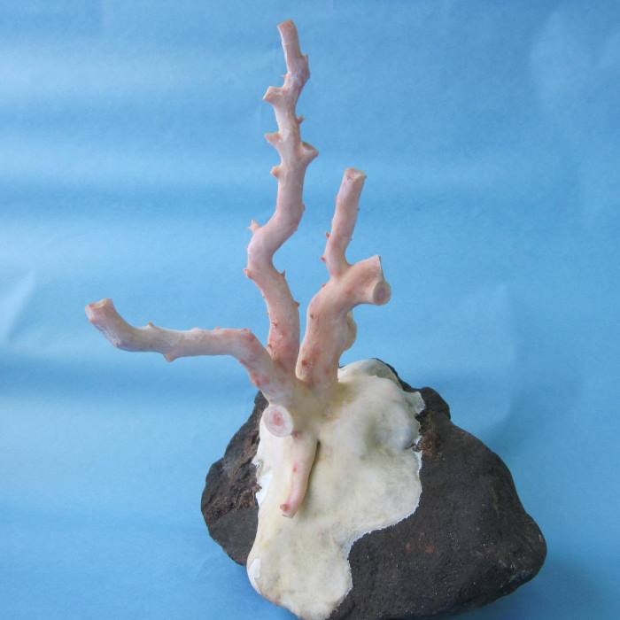 楽天市場】白珊瑚 置物｜珊瑚 fossil Coral サンゴ コーラル