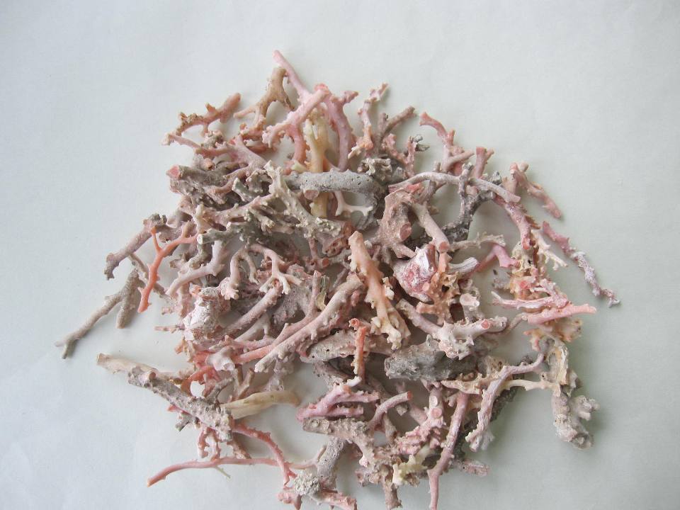 楽天市場】ミッド（白）珊瑚 原木 1セット.（375g入り） 原石