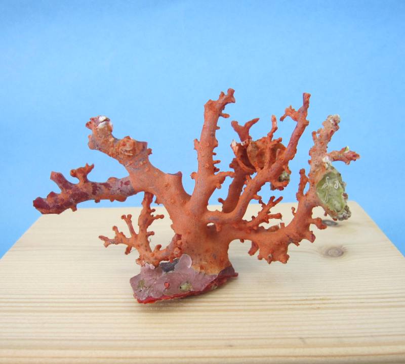 楽天市場】日本・高知沖産赤珊瑚の拝見 原木 置物 飾り 盆栽風 『宝石
