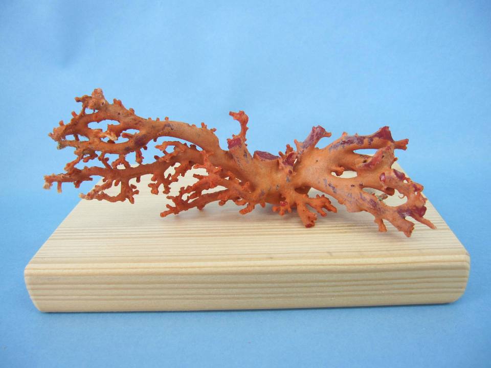 楽天市場】日本 高知沖産血赤珊瑚 原木 拝見 家宝 置物 飾り 盆栽風