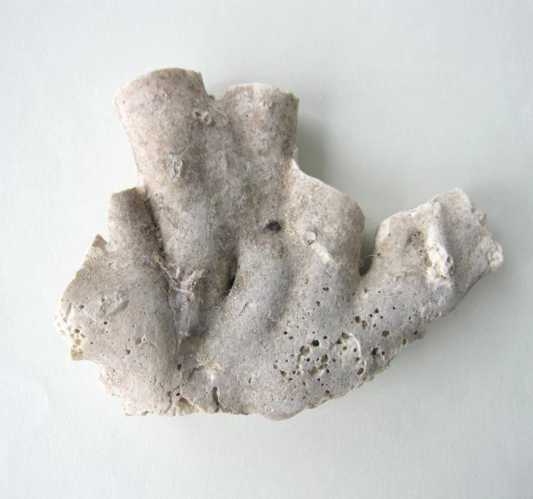 ミッド（白）珊瑚 原木 素材 アクセサリーパーツ 手作り 材料 彫刻 ハンドメイド 宝石サンゴ 珊瑚婚 還暦 誕生日 御祝 厄除 御守 3月の誕生石 ギフト プレゼント 結婚35周年 珊瑚職人