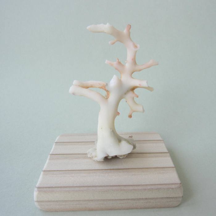 サンゴ原木 約22cm 楽天市場】ミッド （白） 珊瑚 原木 5本セット 55匁 『宝石サンゴ