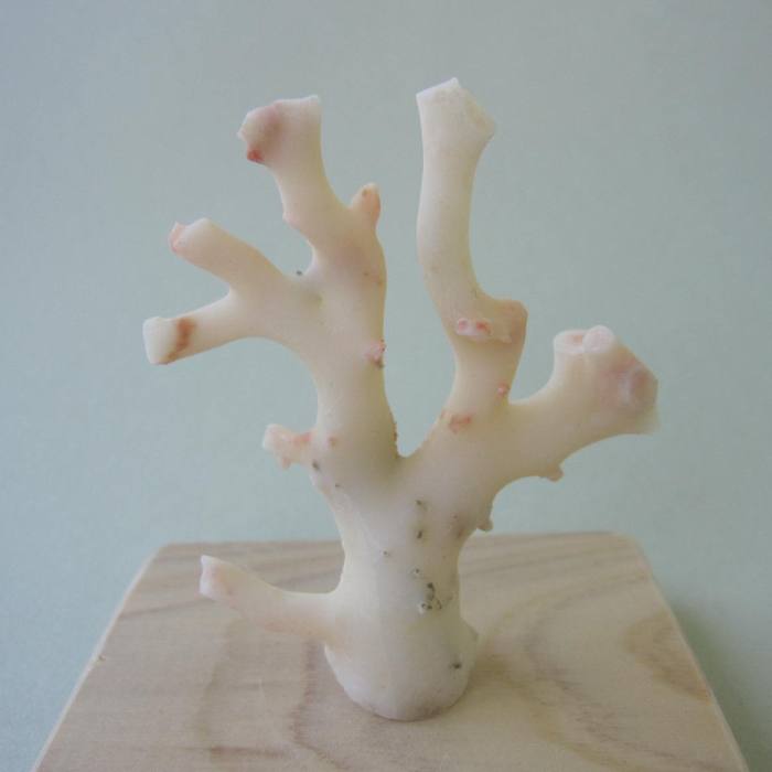 サンゴ原木 約22cm 楽天市場】ミッド （白） 珊瑚 原木 5本セット 55匁 『宝石
