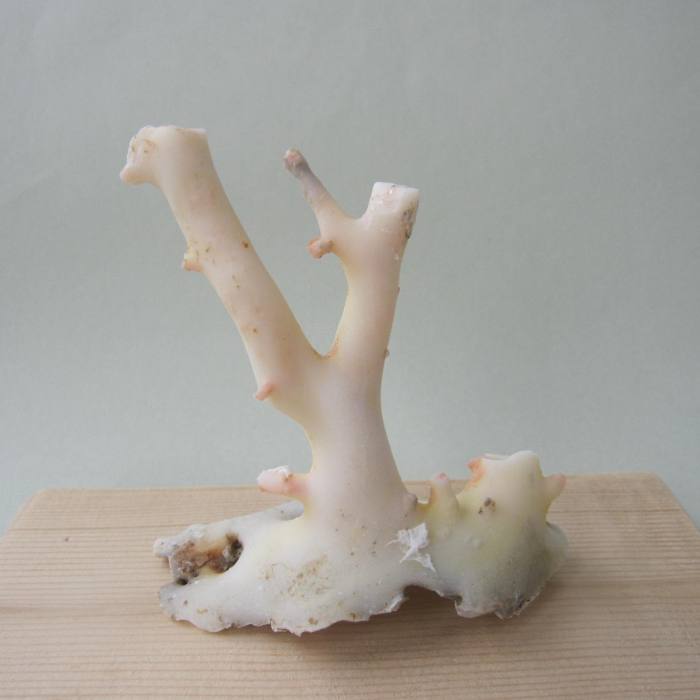 楽天市場】白珊瑚 置物｜珊瑚 fossil Coral サンゴ コーラル さんご