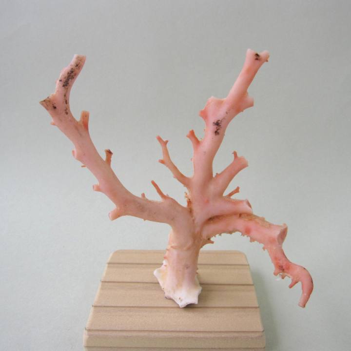 楽天市場】白珊瑚 サンゴ 原木 置物 オブジェ 珊瑚婚 厄除け 縁起物