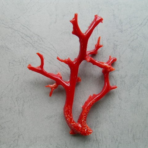 楽天市場】日本 高知産赤珊瑚 枝パーツ 手作り 天然 宝石サンゴ 珊瑚婚
