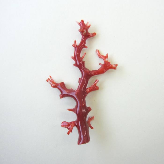 楽天市場】日本・高知産血赤（ちあか）珊瑚 枝パーツ 『宝石サンゴ