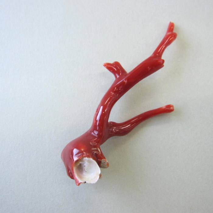 楽天市場】日本・高知産赤珊瑚 枝パーツ 手作り 『宝石サンゴ』 珊瑚婚