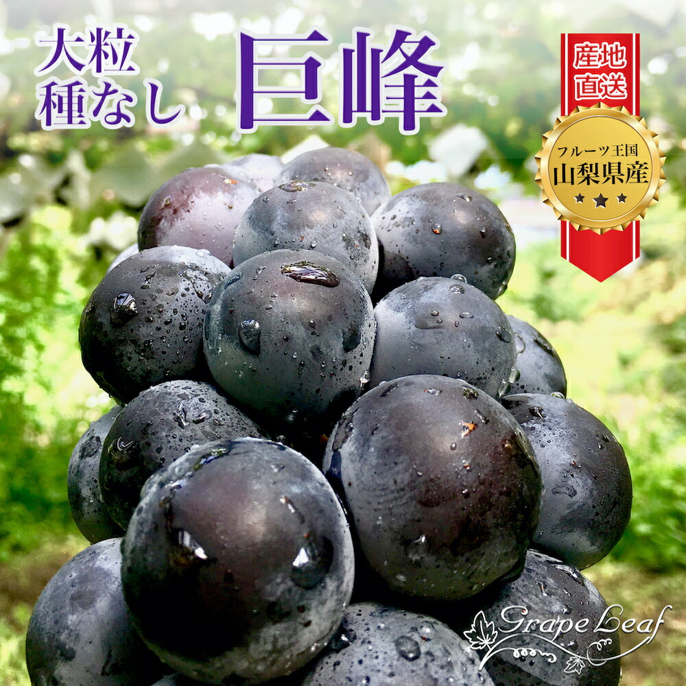 [数量限定] 巨峰 ぶどう 種なし 山梨県 ぶどう 1kg 葡萄 ブドウ 産地直送 2房 ギフト プレゼント 贈り物 敬老の日 Kyoho Grape [1房 400-600g]