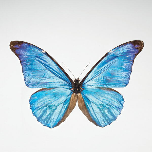 蝶の標本コレクション 「レテノールモルフォ」