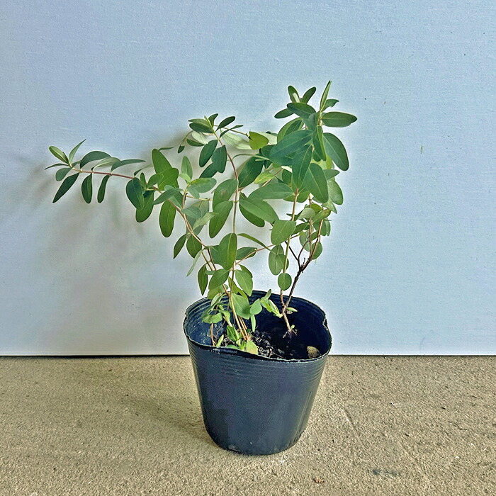 ★百貨店SALE  20%OFF!★《若木》ヒペリカム ヒデ厚地の外套【10.5糎ポット：単品/仕掛ける売りわたす】