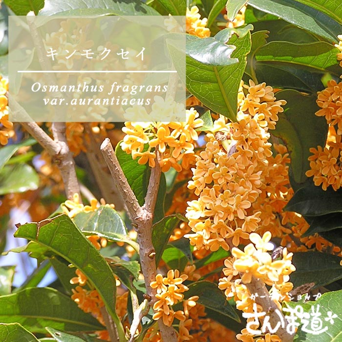 楽天市場】開花中【四季咲き金もくせい（シキザキキンモクセイ）】1.2