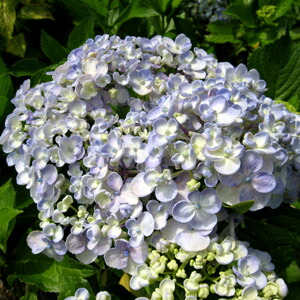 楽天市場】【花終わり】アジサイ（紫陽花・あじさい） オタフク