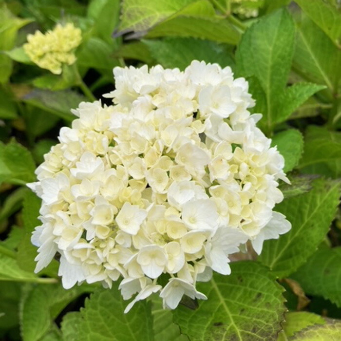 楽天市場】紫陽花 ガーデンアジサイ 【ティンカーベル】 5号ポット苗