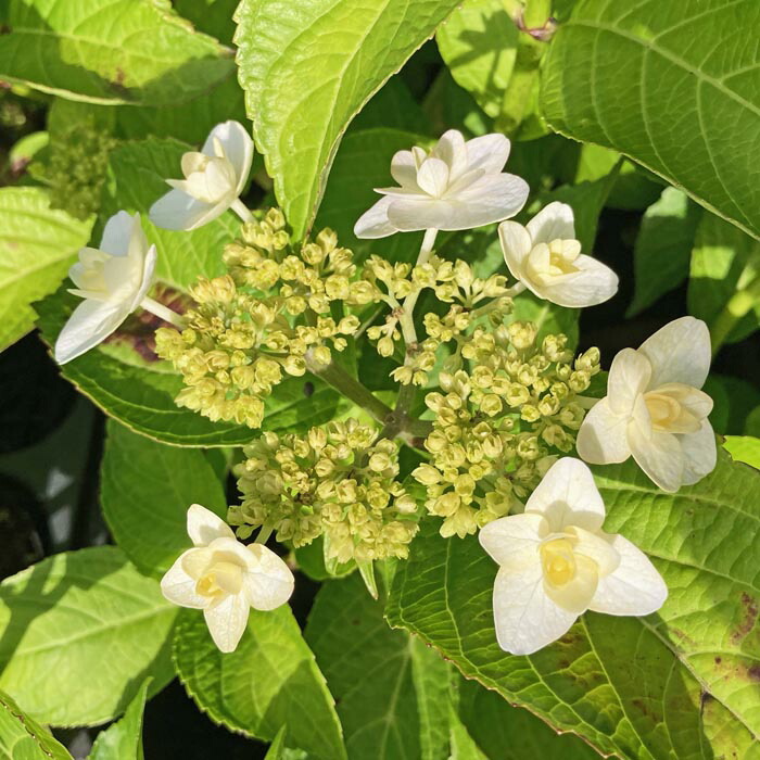 ひまわり18さま　2苗　輸入アジサイ　マジカルリン　フェ ひまわり18さま 2苗 輸入アジサイ マジカルリン フェ