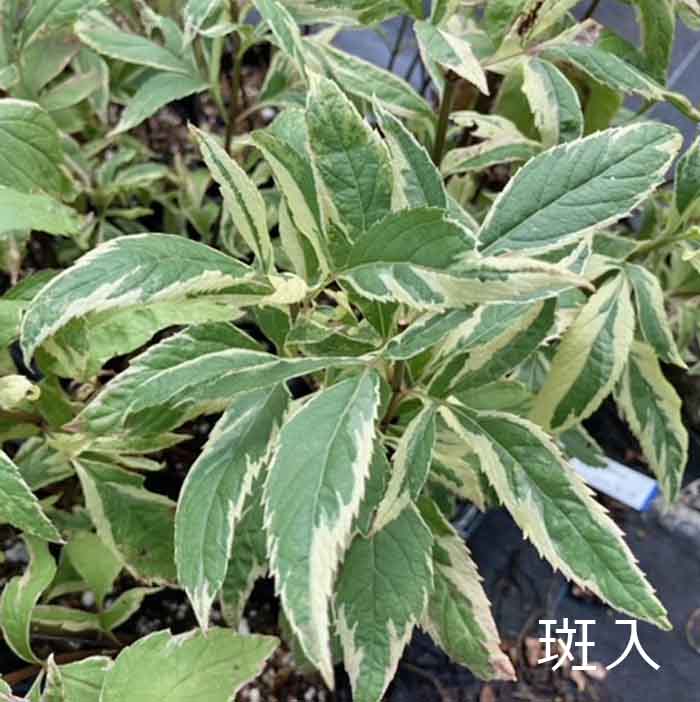 楽天市場】フジバカマ苗 赤白ミックス 3.5号苗(k03) : 千草園芸