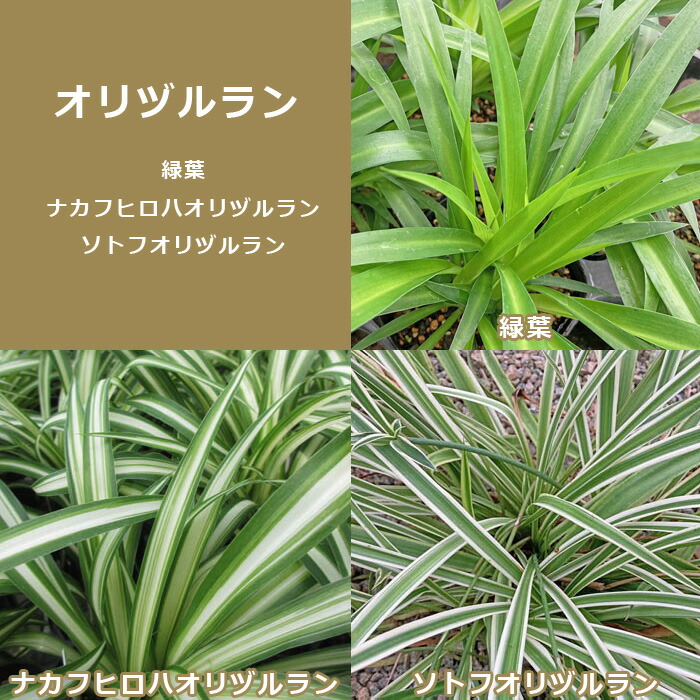 楽天市場】オリヅルラン4号 吊鉢 鉢植え 観葉植物 斑入りの葉が