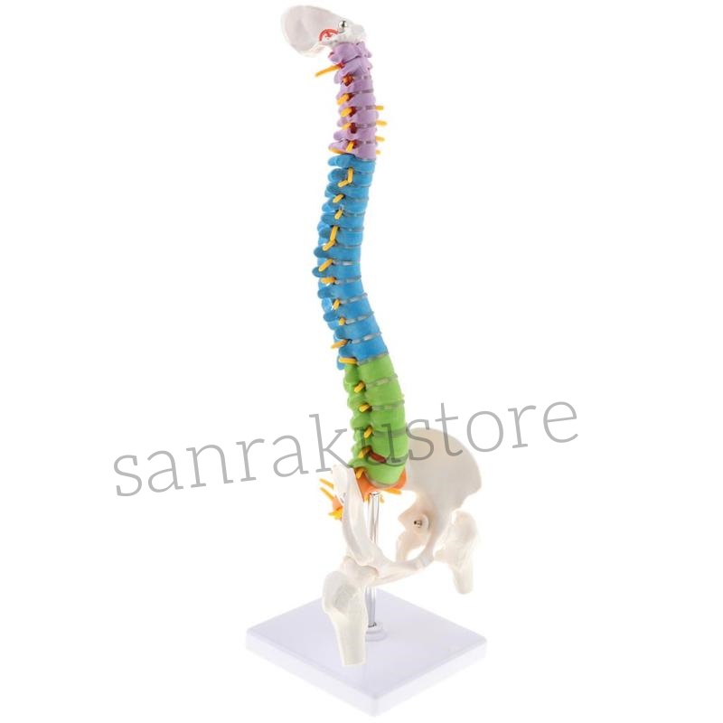 【送料無料】ヒト脊柱モデル 樹脂製 45cm 人間脊椎模型 骨盤モデル 大腿骨付き 教育用 人体解剖模型 骨格標本 立体構造 学習用 実験用 医療教材 トレーニングモデル 整骨院 リハビリ 教室 研究室 クリニック 学校 自宅学習 インテリア展示にも使える 多用途 骨模型 可動タイ