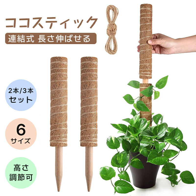 【専用】ワイキキココナッツ　5個セット ココナッツロング / 400g | ナッツ(アーモンド・くるみ等