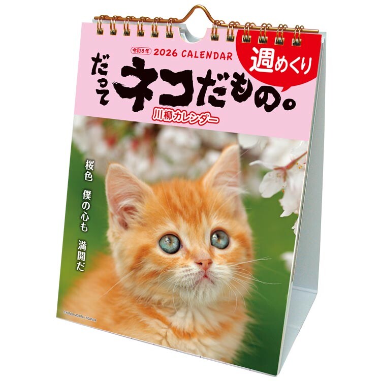 楽天市場】カレンダー 卓上 壁掛け 猫 2026年 令和8年 だってネコだ