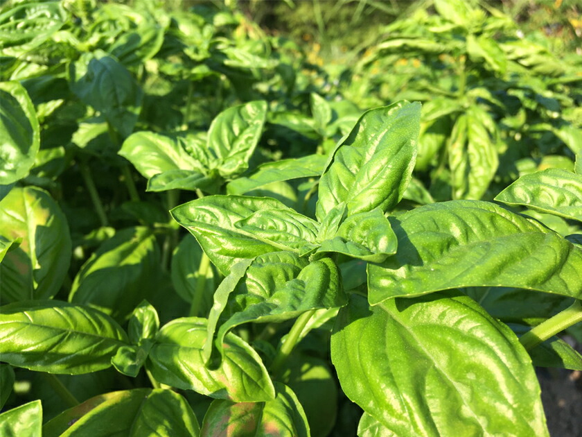市場 希少 安全品質純国産の北海道産 バジリコ 自然栽培 5g 安心 バジル 農薬不使用 国産