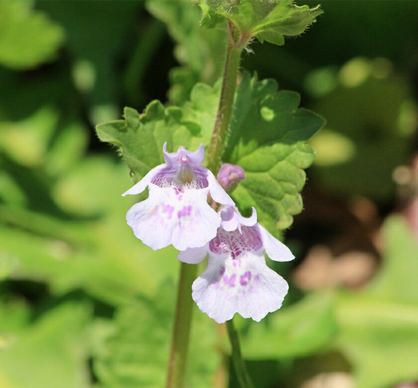 楽天市場 農薬不使用 高原のカキドオシ茶 25g 純国産の福岡県産100 無肥料 自然栽培カキドウシ 連銭草 疳取草健康茶 ノンカフェイン05p03dec16 サンタローサ