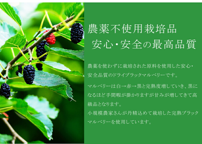 楽天市場 農薬不使用 安心 安全品質 純粋ドライマルベリー50g高級完熟ブラックマルベリー使用ドライフルーツ 桑の実 西洋桑 ミュール スーパーフード 砂糖不使用 無添加 無漂白 保存食 非常食 サンタローサ