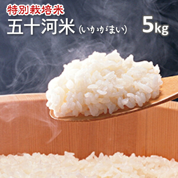 令和7年産【特別栽培米】京都丹後産 大宮町五十河特別栽培米コシヒカリ　白米5kg（7年産）