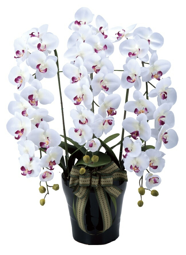マラソン期間中ポイント最大31 5倍 光触媒 光の楽園 ロイヤル胡蝶蘭w Ab 310a0約 幅55 奥行55 高さ76cm人工観葉植物 造花 フェイクフラワー フラワーアレンジメント アートフラワー おしゃれ インテリア ギフト お祝い Islandfavours Com