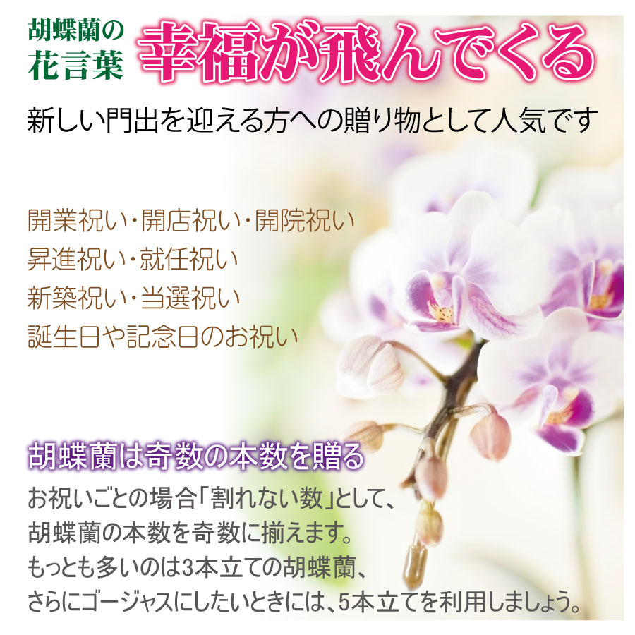楽天市場 ポイント最大30 5倍 4日時から 光触媒 光の楽園 エレガント胡蝶蘭l 453a80約 幅50 奥行35 高さ64cm人工観葉植物 造花 フェイクフラワー フラワーアレンジメント アートフラワー おしゃれ インテリア ギフト お祝い Sanwaショップ 楽天市場 ポイント最大30 5倍 4日時から 光触媒 光の楽園 エレガント胡蝶蘭l 453a80約 幅50 奥行35 高さ64cm人工観葉植物 造花 フェイクフラワー フラワーアレンジメント アートフラワー おしゃれ インテリア ギフト お祝い Sanwaショップ