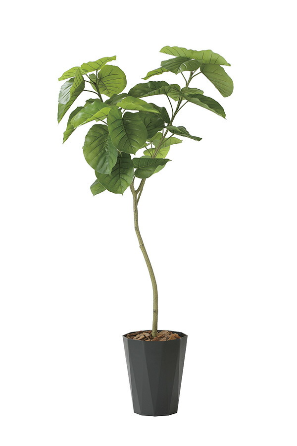光触媒　人工観葉植物　フェイクグリーン　フレッシュデザインウンベラータ1.8 楽天市場】光触媒 光の楽園 フレッシュデザインウンベラータ1.8m