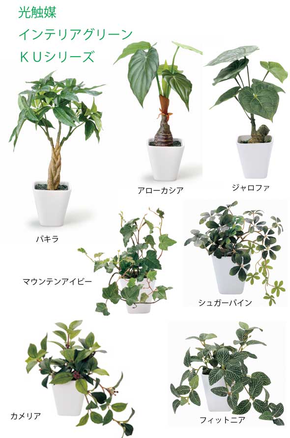 上観葉植物 札幌 安い すべての美しい花の画像