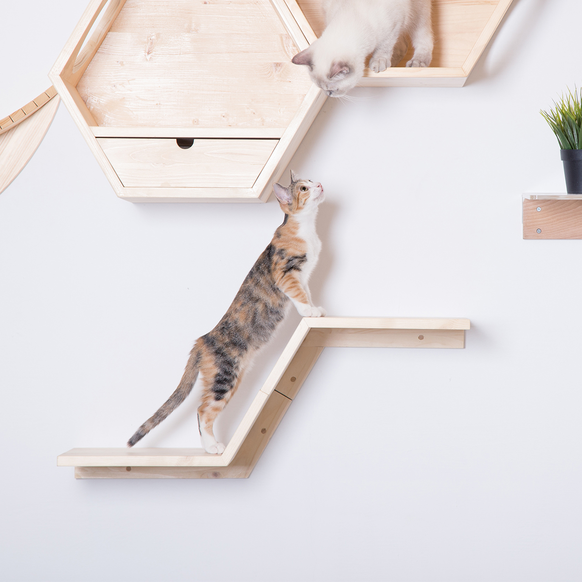 【楽天市場】my zoo 猫 キャットタワー 木製 壁 猫家具 キャットウォーク キャット ステップ ねこ ネコ かわいい おしゃれ