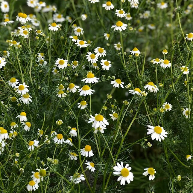 楽天市場 完全自家製 ジャーマンカモミール 100ml １本 篠山精油 芳香蒸留水1400円 送料無料 無農薬 自社蒸留 フローラル ハイドロソル ハーブウォーター ジャーマンカモミールウォーター ささやまビーファーム 楽天市場店