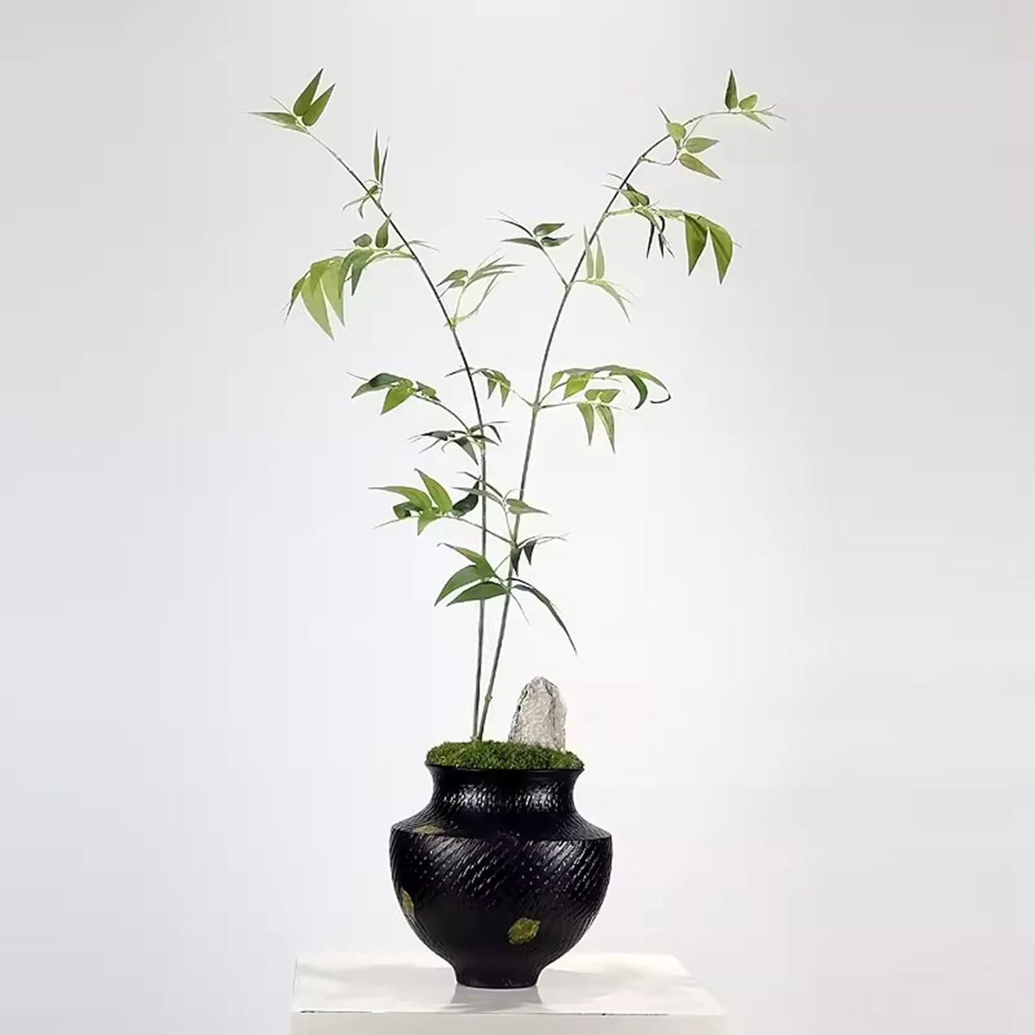 文竹 室内装飾 造花繰り合わせる 活け花 枯れない 瀬戸もの花立て 蘚苔 取り計らう不必要 部屋の入り口 新中式風 好いたらしい 柔らかいな葉 砂ぼこりに揺るぎ無い 昼御飯一覧表 映画化御先棒 造園 バス発着場 喫茶店 茶店 儀式用 リベーション