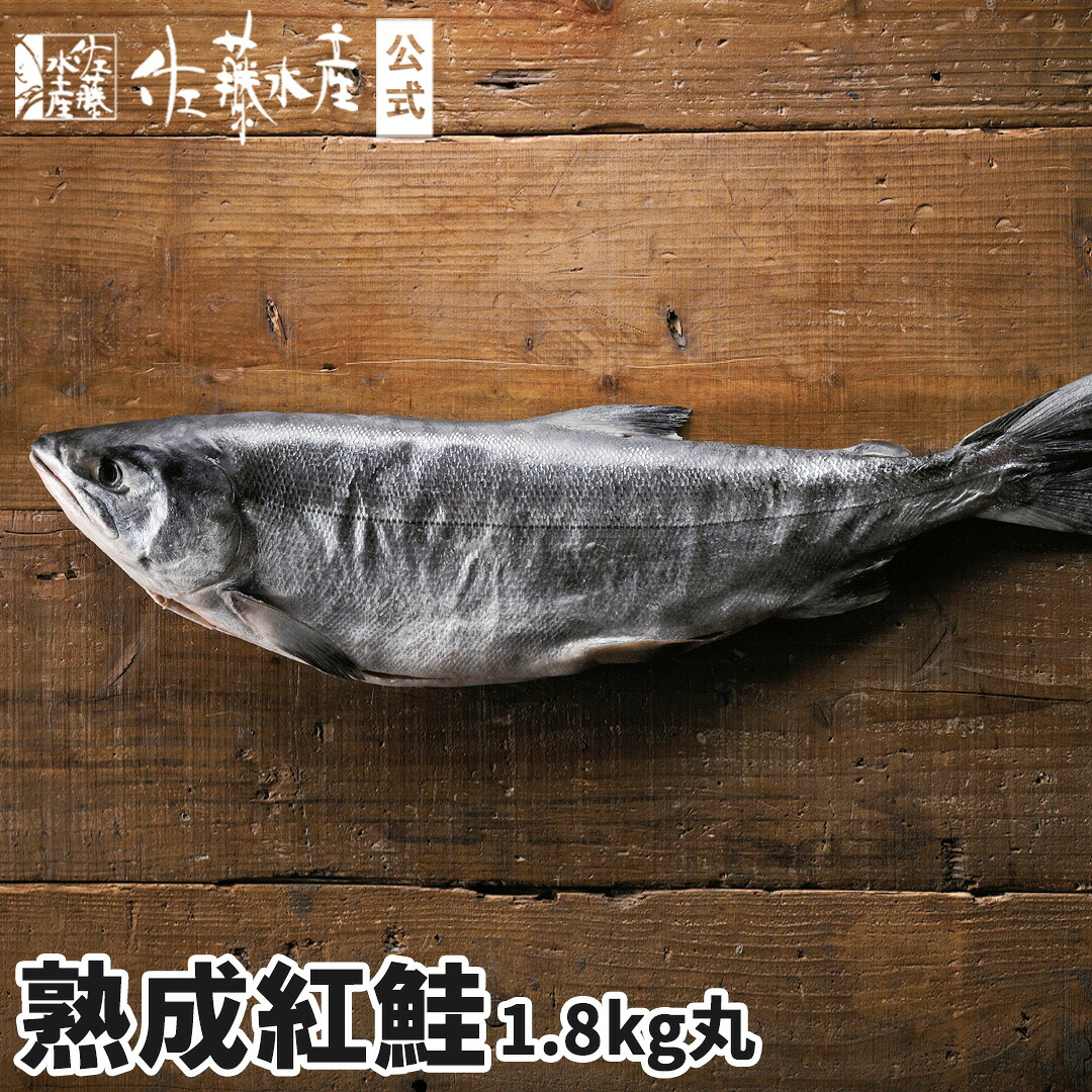 熟成紅鮭1.8kg(丸)｜佐藤水産店