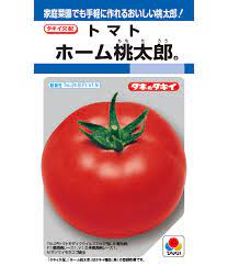 養護ホーム桃太郎 大玉赤茄子 赤茄子の種 タキイ種苗