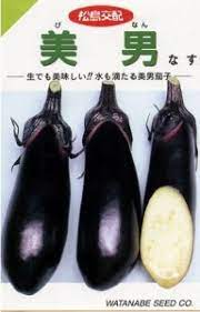 美男 茄 中長茄子 茄の種 茄子の種 渡辺採種場